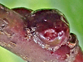 Eulecanium tiliae